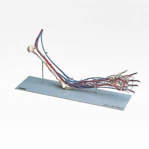 S162-1 神経・血管付腕模型 (製造販売企業:株式会社坂本モデル