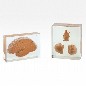 H160 実物臓器プラスチック封入標本シリーズ (製造販売企業:株式会社