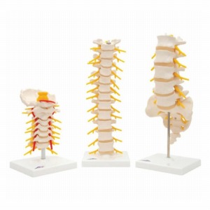 脊椎のリハビリテーション 上・下巻セット Amazon.co.jp: 脊椎のリハビリテーション 臨床マニュアル 下巻